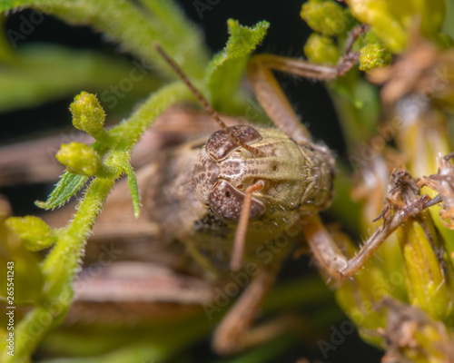 Extreme closeup grasshopper portrait - Wood Lake Nature Center in Minnesota