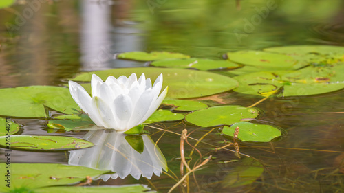 Lily pads and white lily flower on a late summer / early fall day on a small lake in Governor Knowles State Forest in Northern Wisconsin