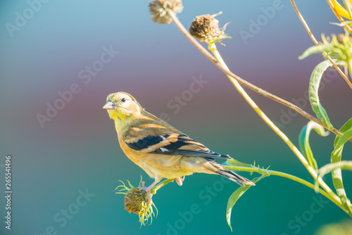 Εκτύπωση καμβά Very large baby / juvenile goldfinch - still getting fed by a parent -  in the Minnesota River National Wildlife Refuge in Bloomington Minnesota