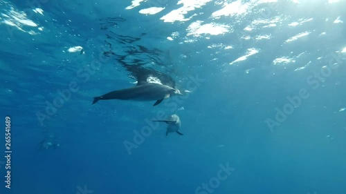 Wallpaper Mural A pod of dolphins close swims in a circle under surface in blue water in the morning sun rays. Spinner Dolphin (Stenella longirostris), Underwater shot. Red Sea  Torontodigital.ca