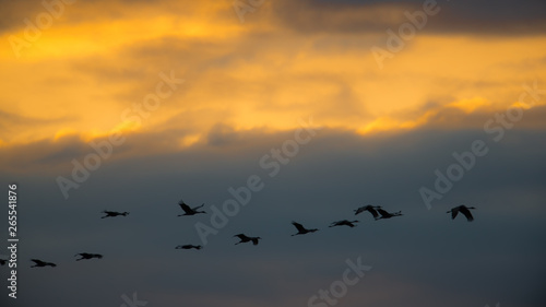 Sandhill cranes in flight backlit silhouette with golden yellow and orange sky at dusk / sunset during fall migrations at the Crex Meadows Wildlife Area in Northern Wisconsin