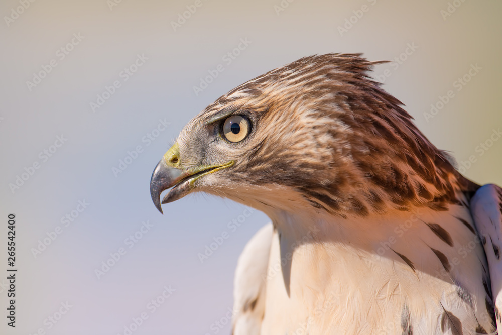 I believe a cooper's (possibly sharp-shinned) juvenile hawk portrait - close up - at Hawk Ridge Bird Observatory in Duluth, Minnesota during Fall migrations I believe a cooper's (possibly sharp-shinned) juvenile hawk portrait - close up - at Hawk Ridge Bird Observatory in Duluth, Minnesota during Fall migrations