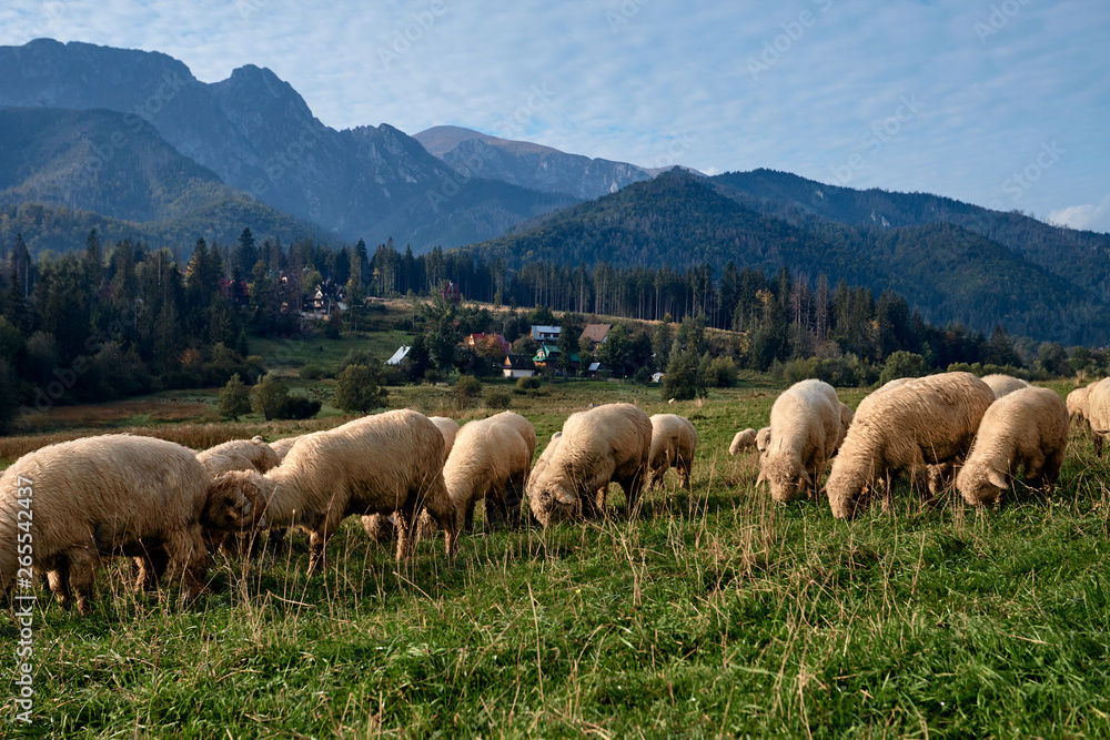 Fototapeta premium Sheeps on a green hill, mountains as a background