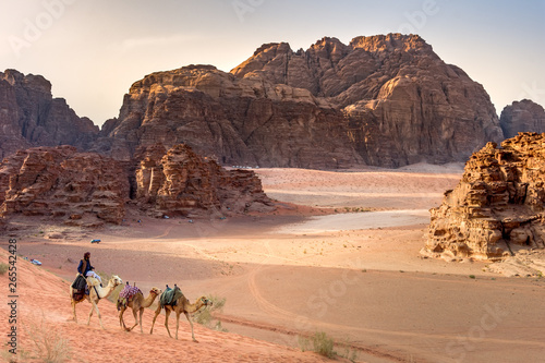 Beduin and camels in Wadi Rum desert in Jordan  photo