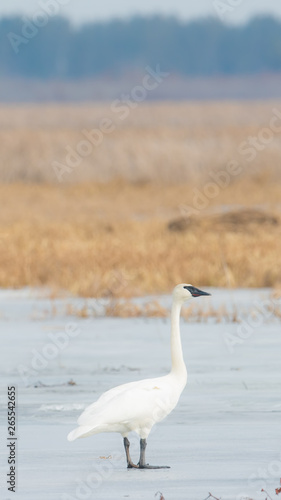 A trumpeter swan on a beautiful sunny spring / late winter day - taken in the Crex Meadows Wildlife Area in Northern Wisconsin © natmacstock