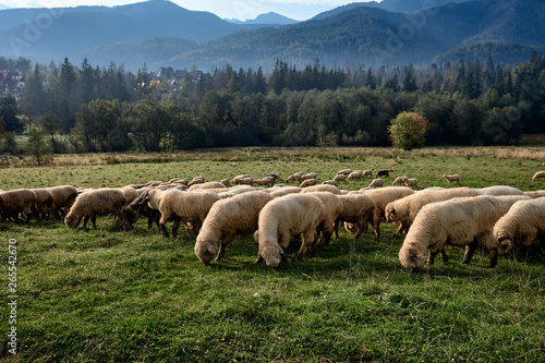 Sheeps on a green hill  mountains as a background