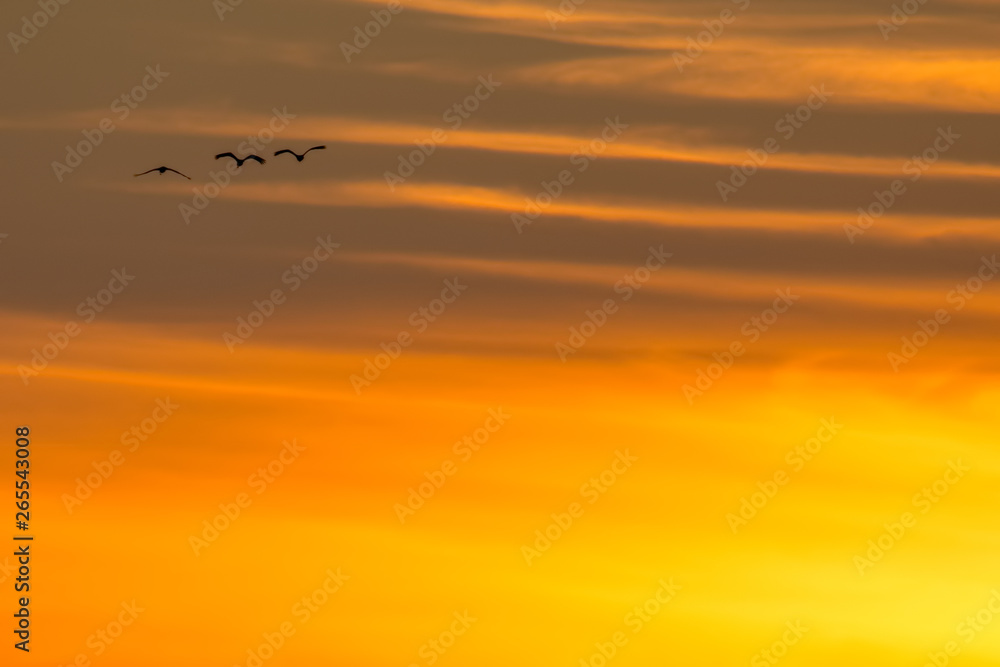 Sandhill cranes in flight backlit silhouette with golden yellow and orange sky at dusk / sunset during fall migration at the Crex Meadows Wildlife Area in Northern Wisconsin