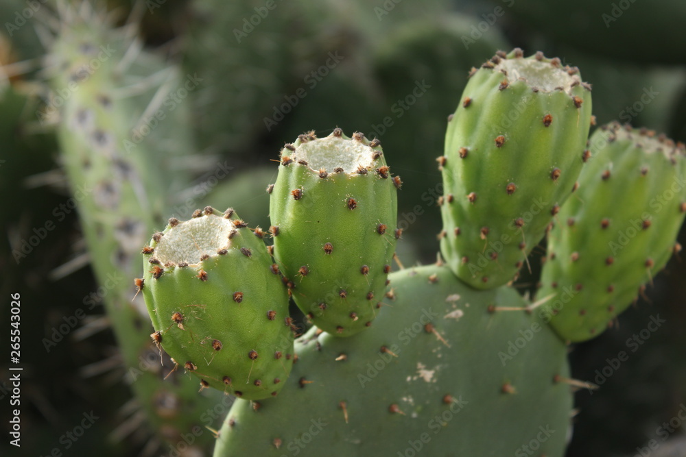 Nopal Nopal