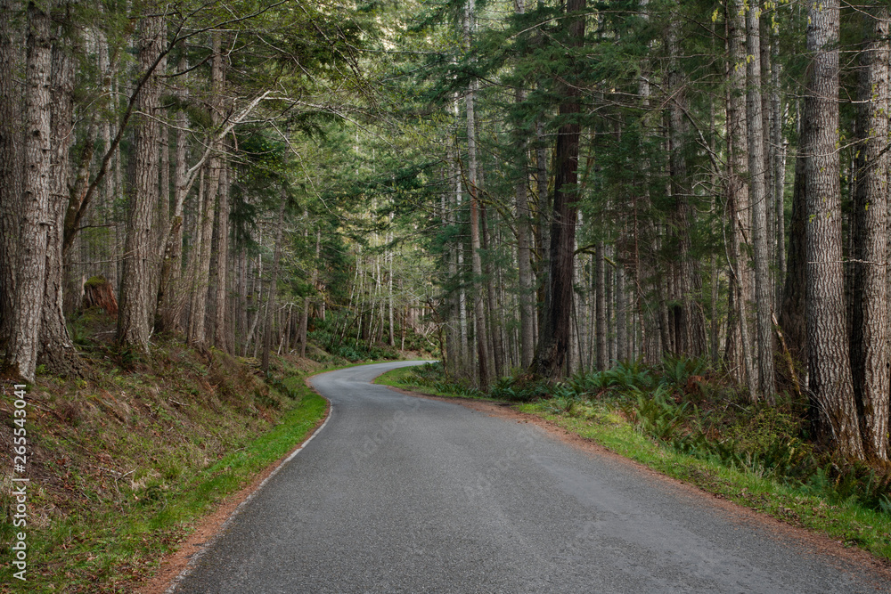 Trees and forest lining rural road Trees and forest lining rural road