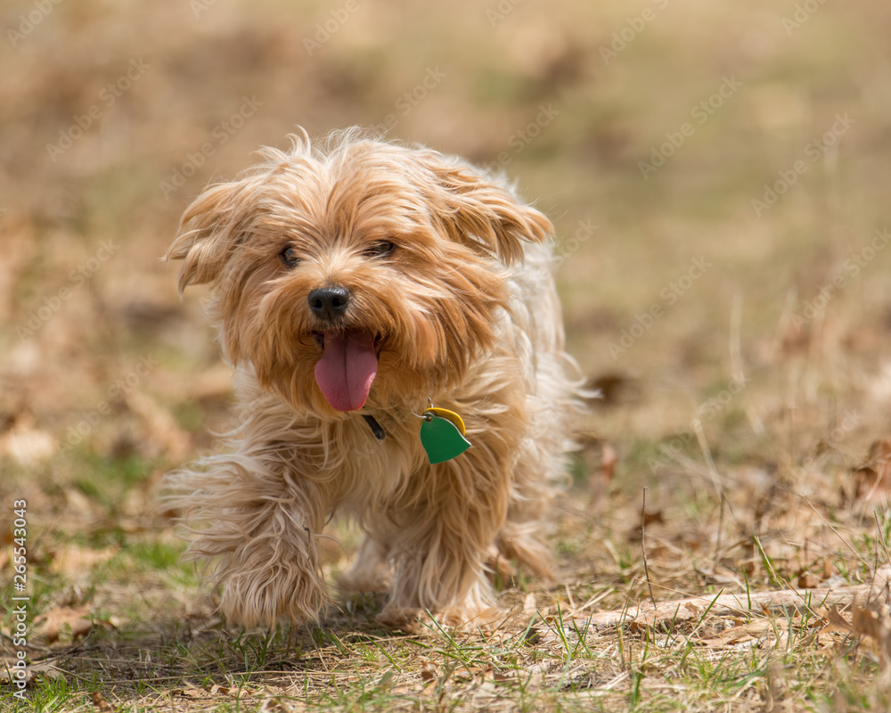 Cute large yorkshire terrier running / playing in a nature area in Autumn / Fall Cute large yorkshire terrier running / playing in a nature area in Autumn / Fall