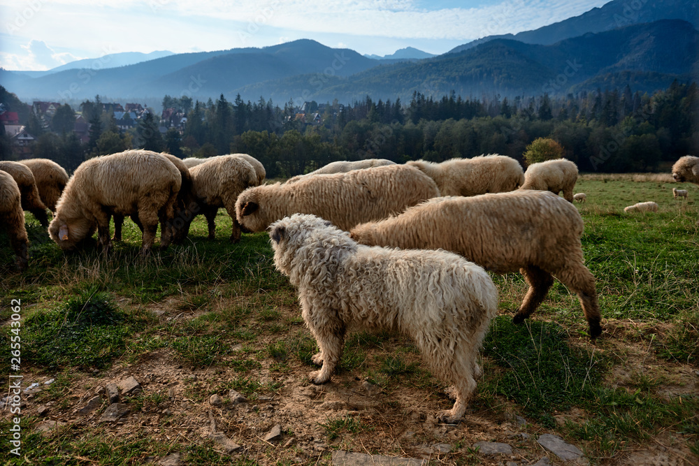 Fototapeta premium Dog and sheeps on a green hill, mountains as a background