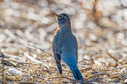 American robin portrait standing on the ground - beautiful bright sunlit blurry bokeh background