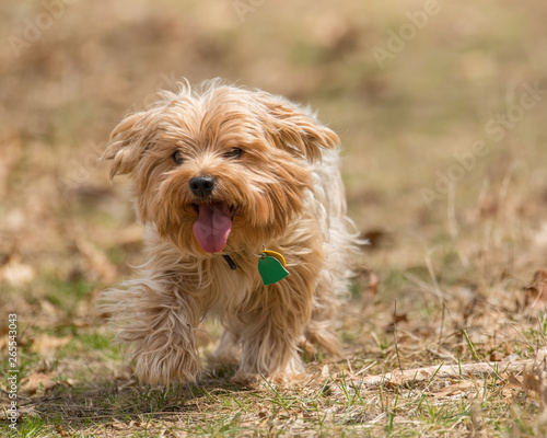 Cute large yorkshire terrier running / playing in a nature area in Autumn / Fall