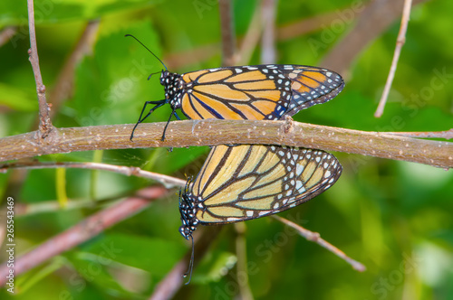 A pair of monarch butterflies mating on a tree branch in the Minnesota Valley Wildlife Refuge near Minneapolis, Minnesota