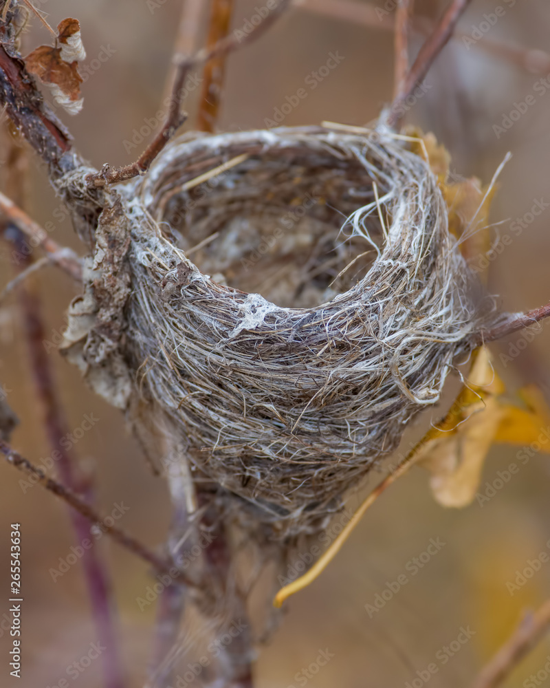Bird nest in a tree - taken in the Crex Meadows Wildlife Area in Northern Wisconsin