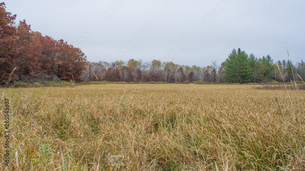 Large wetland /grassland with reeds flowing in the wind bordered by autumn trees - white birch and other species - in the Crex Meadows Wildlife Area in Northern Wisconsin Large wetland /grassland with reeds flowing in the wind bordered by autumn trees - white birch and other species - in the Crex Meadows Wildlife Area in Northern Wisconsin