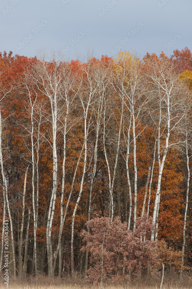 Fototapeta premium Autumn colored leaves (red, orange, yellow, red, brown) on white birch tree forest in Crex Meadows Wildlife Area in Northern Wisconsin