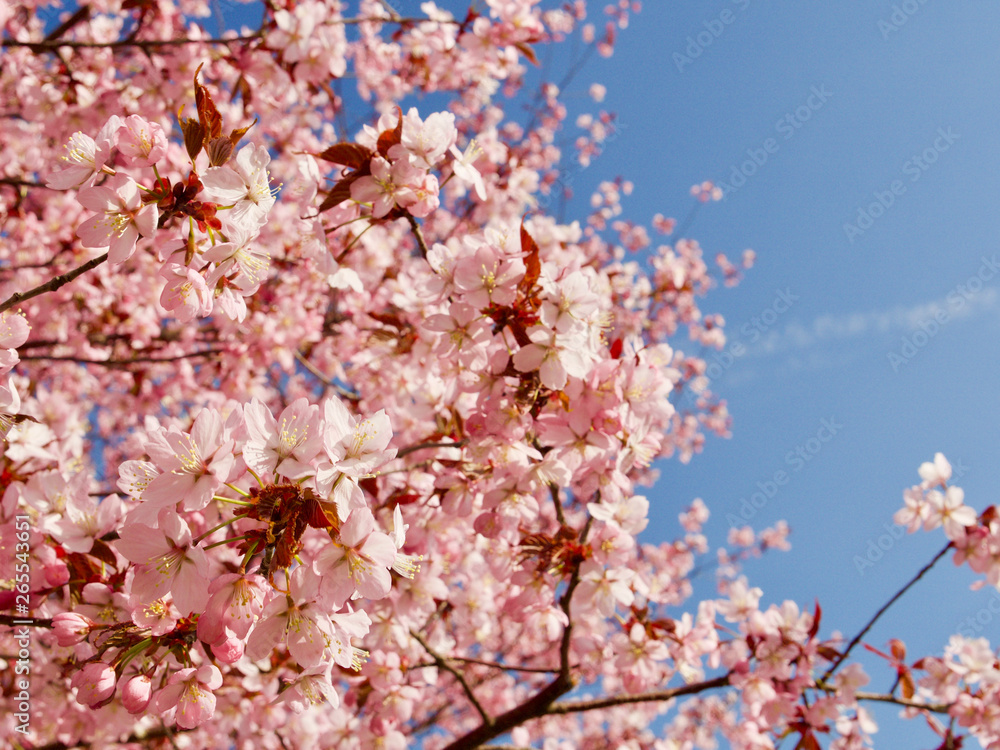 Beautiful cherry blossom sakura in spring time over blue sky in Helsinki, Finland, Europe Beautiful cherry blossom sakura in spring time over blue sky in Helsinki, Finland, Europe
