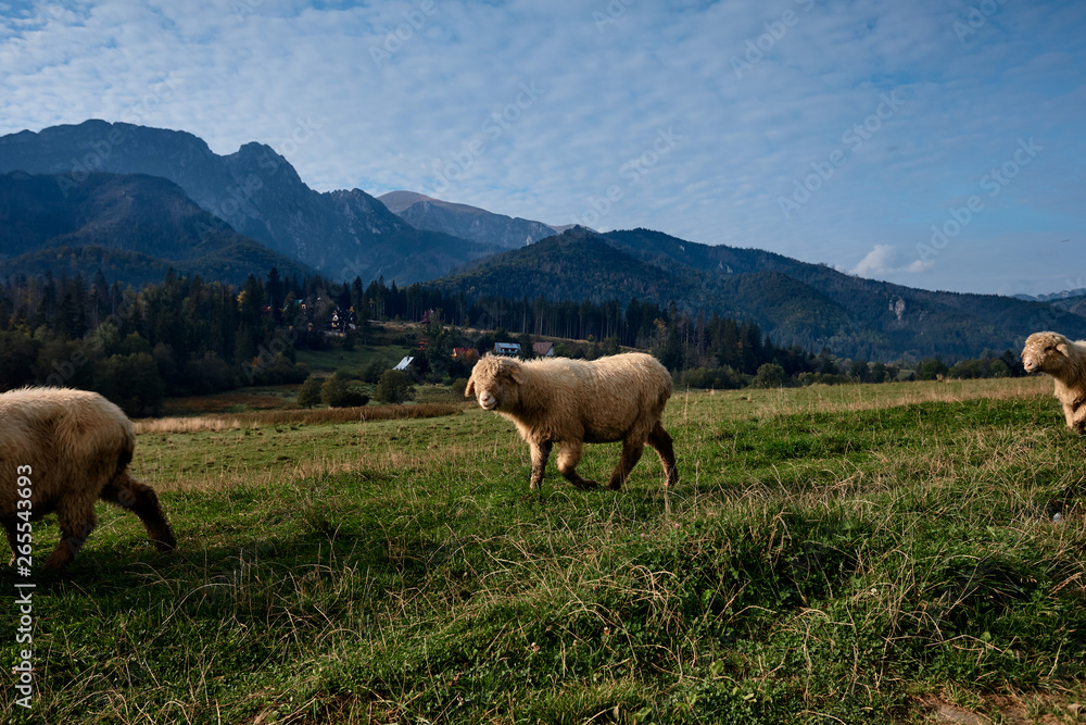 Sheeps on a green hill, mountains as a background Sheeps on a green hill, mountains as a background