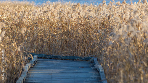 Wooden walkway path encompassed in the tall grasses, cattails, and reeds on the Minnesota River in the Minnesota Valley National Wildlife Refuge