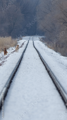 Snowy straight railroad tracks near the Minnesota River and near Black Dog coal power plant © natmacstock