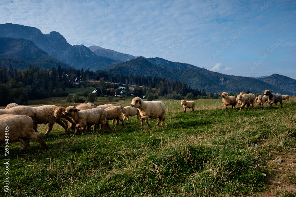 Sheeps on a green hill, mountains as a background