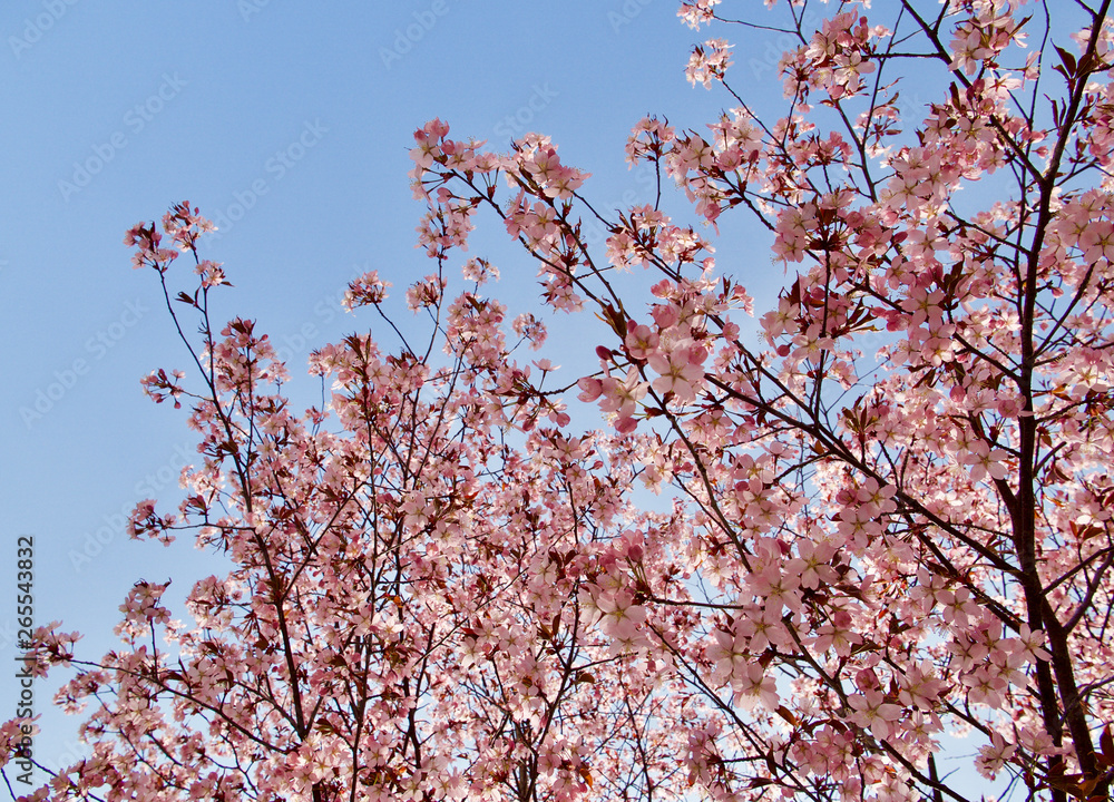 Beautiful cherry blossom sakura in spring time over blue sky in Helsinki, Finland, Europe Beautiful cherry blossom sakura in spring time over blue sky in Helsinki, Finland, Europe
