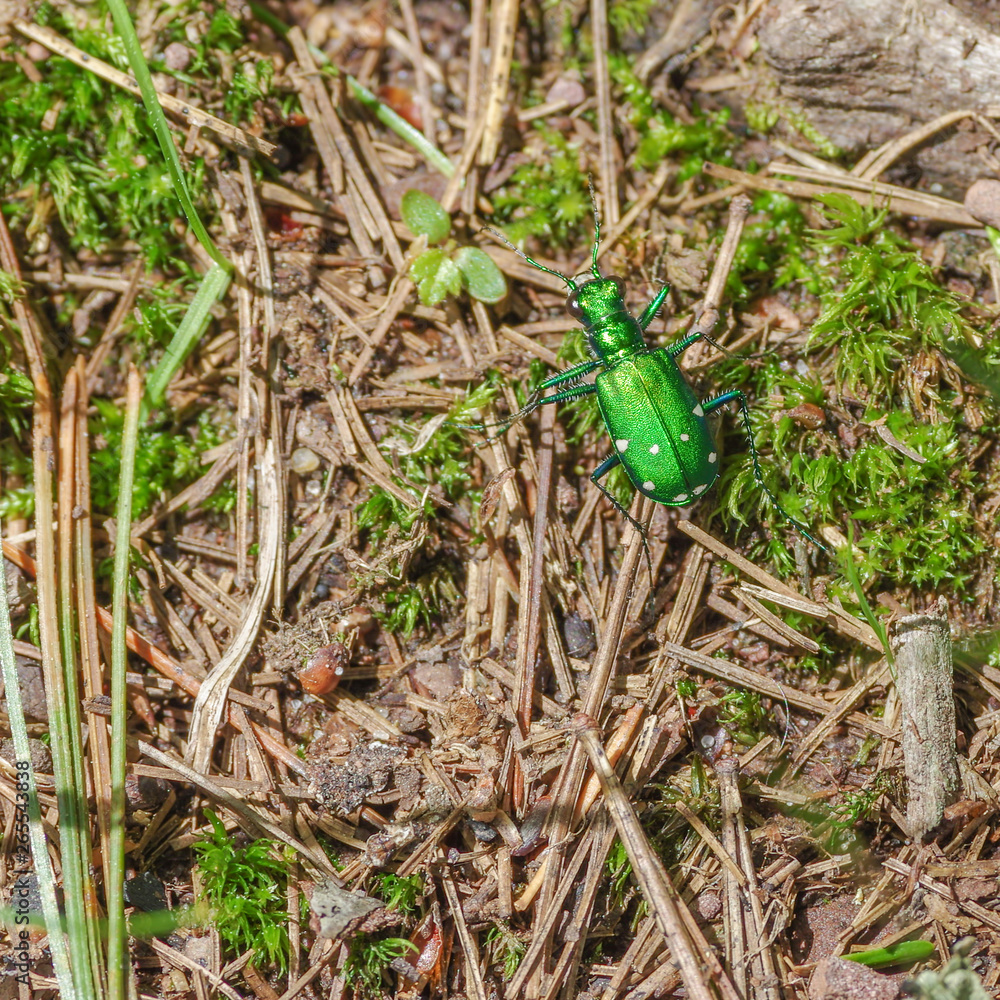 Bright green six-spotted tiger beetle on the forest floor in the Porcupine Mountains Wilderness State Park in the Upper Peninsula of Michigan