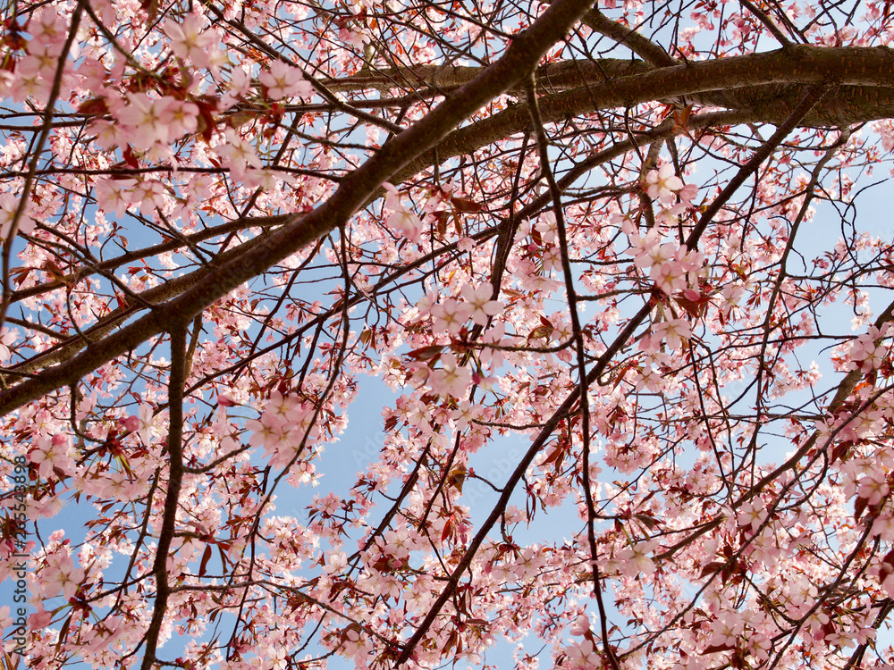 Beautiful cherry blossom sakura in spring time over blue sky in Helsinki, Finland, Europe Beautiful cherry blossom sakura in spring time over blue sky in Helsinki, Finland, Europe