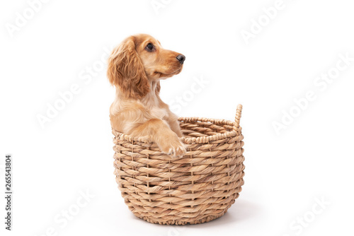 Cocker Spaniel 3 month old puppy isolated on white background sat in a wicker basket