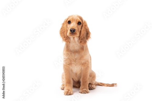 Cocker Spaniel 3 month old puppy isolated on white background