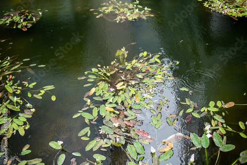 pond with rain drops