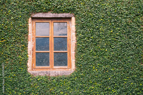 Window on ivy-covered wall