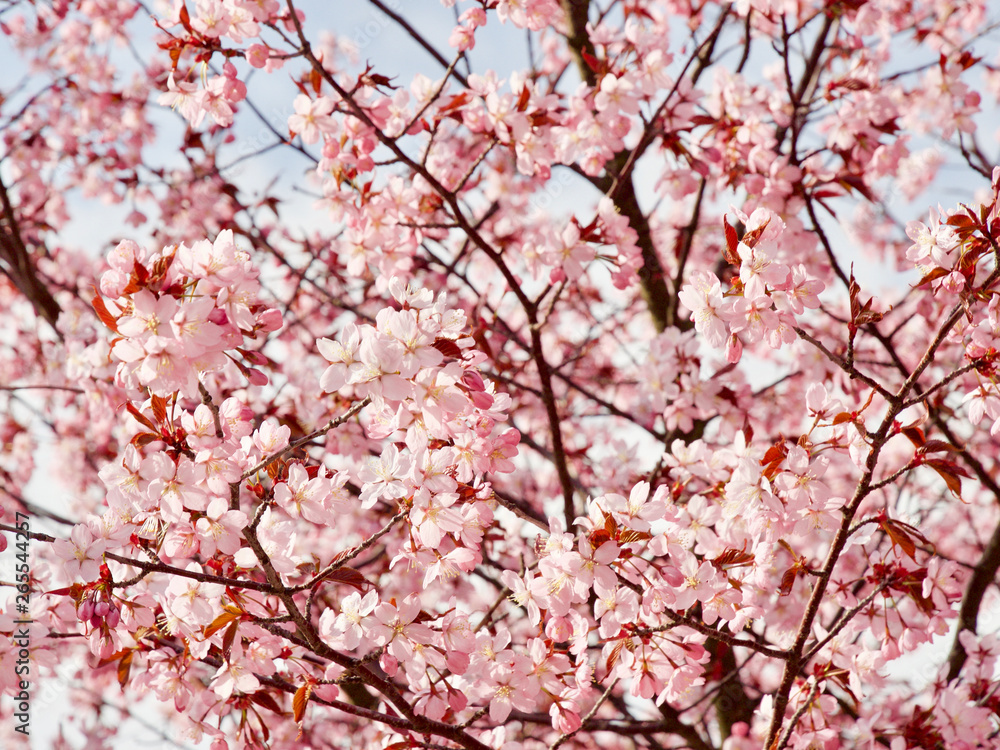Beautiful cherry blossom sakura in spring time over blue sky in Helsinki, Finland, Europe Beautiful cherry blossom sakura in spring time over blue sky in Helsinki, Finland, Europe