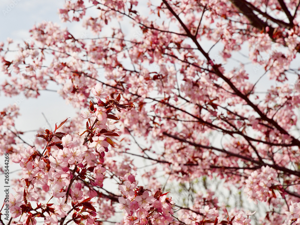 Beautiful cherry blossom sakura in spring time over blue sky in Helsinki, Finland, Europe Beautiful cherry blossom sakura in spring time over blue sky in Helsinki, Finland, Europe