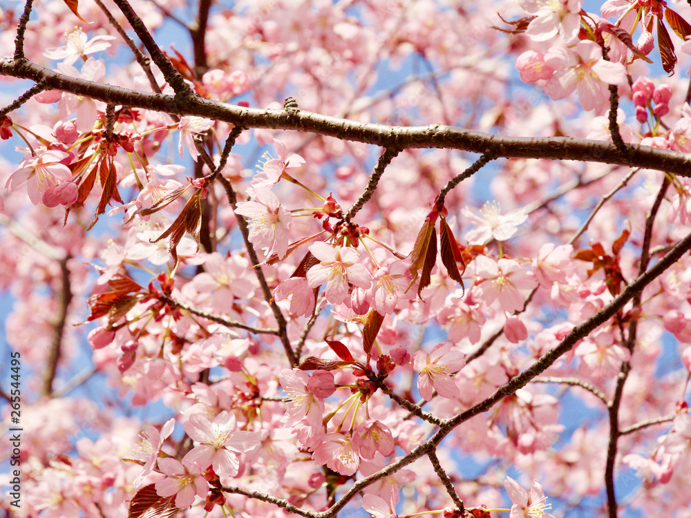 Beautiful cherry blossom sakura in spring time over blue sky in Helsinki, Finland, Europe Beautiful cherry blossom sakura in spring time over blue sky in Helsinki, Finland, Europe
