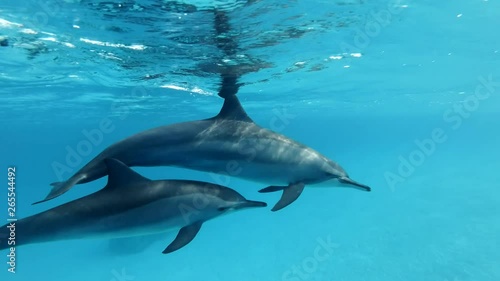 Two dolphins, mother and juvenile dolphin slowly swims in a circle under surface in blue water. Slow motion, Closeup, Underwater shot. Spinner Dolphin (Stenella longirostris) in Red Sea  photo
