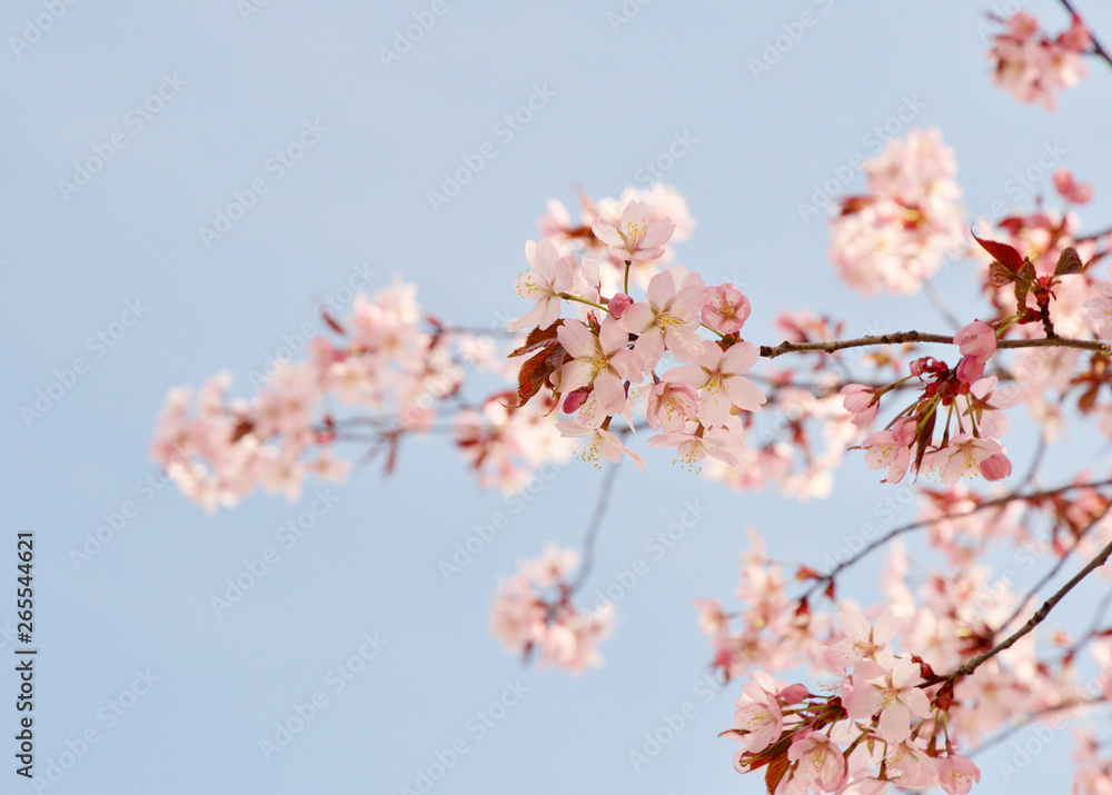 Beautiful cherry blossom sakura in spring time over blue sky in Helsinki, Finland, Europe Beautiful cherry blossom sakura in spring time over blue sky in Helsinki, Finland, Europe