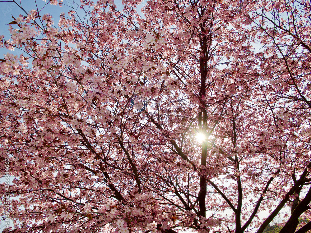 Beautiful cherry blossom sakura in spring time over blue sky in Helsinki, Finland, Europe Beautiful cherry blossom sakura in spring time over blue sky in Helsinki, Finland, Europe