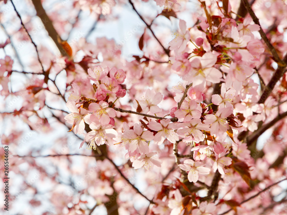 Beautiful cherry blossom sakura in spring time over blue sky in Helsinki, Finland, Europe Beautiful cherry blossom sakura in spring time over blue sky in Helsinki, Finland, Europe