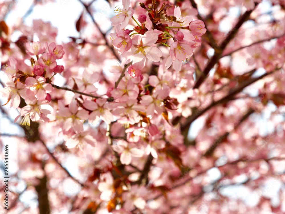 Beautiful cherry blossom sakura in spring time over blue sky in Helsinki, Finland, Europe Beautiful cherry blossom sakura in spring time over blue sky in Helsinki, Finland, Europe