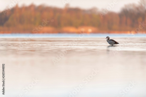 Egyptian goose standing in lake at dawn. Side view.