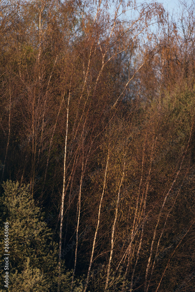 Birch trees and other vegetation in morning sunlight during early spring. Birch trees and other vegetation in morning sunlight during early spring.