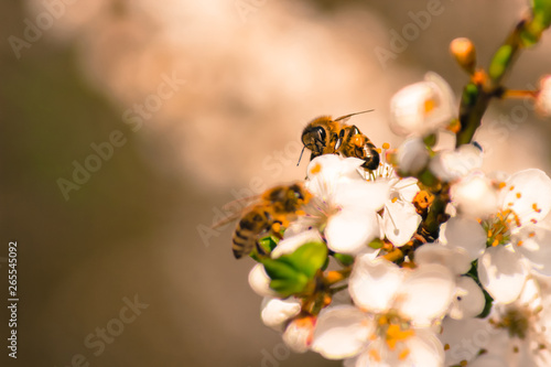 Honey bees collecting pollen from flowers outdoor.