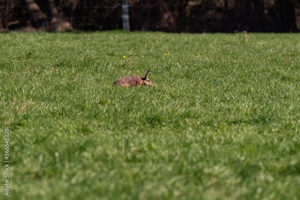 European hare in meadow in sunlight.