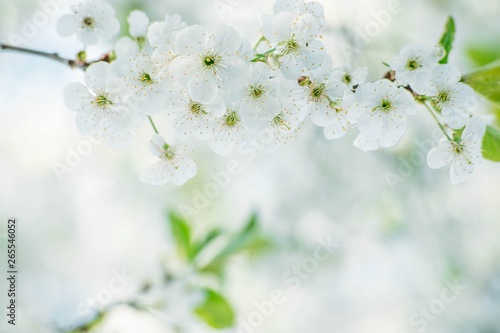 spring background blooming tree on a sunny day