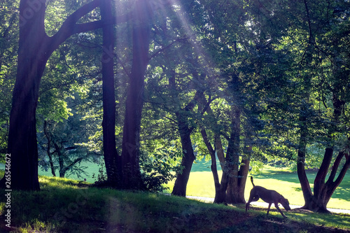 Sunny day in the park. Dog 