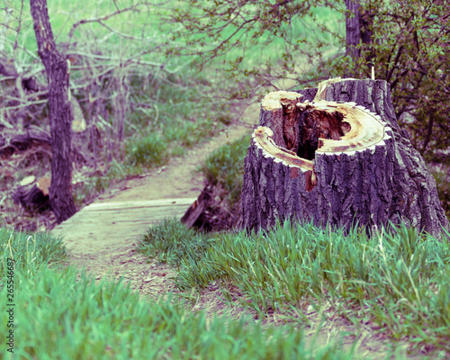 Trail Stump