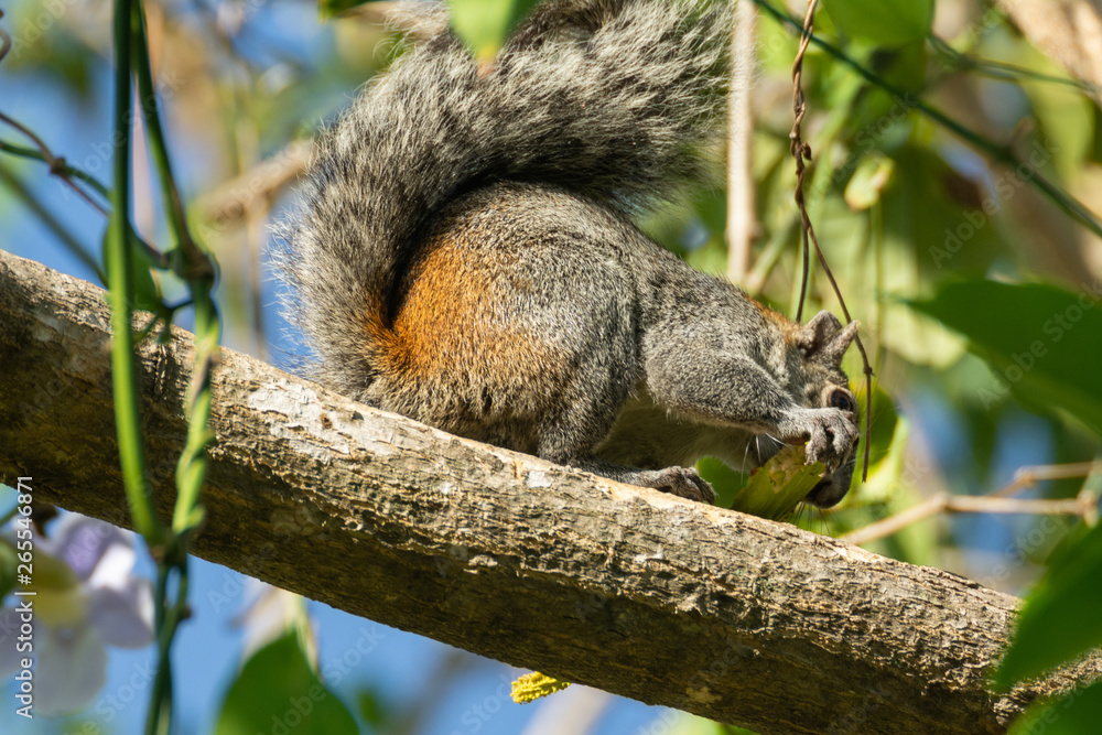 Obraz premium ardilla