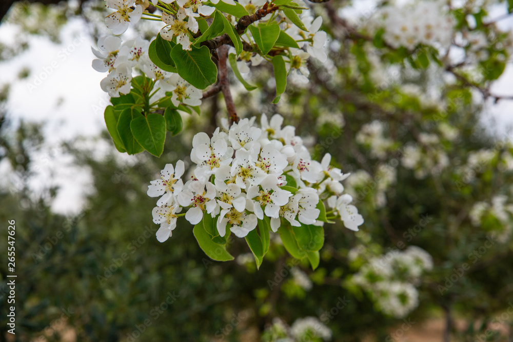 Blooming fruit tree flowers in orchard Blooming fruit tree flowers in orchard